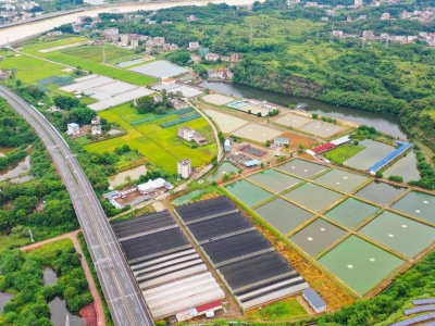 把罗氏沼虾打造成‘拳头’产品！五华“产业村长”李素偌这样说