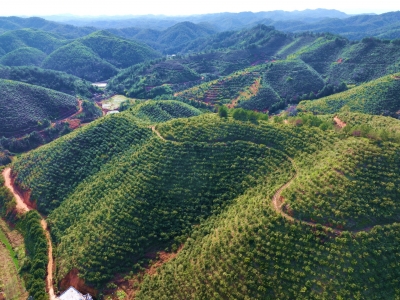 栽好致富树 结出振兴果 ！兴宁石马镇打造优质油茶企业为乡村振兴加“油”