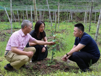 驻大柘镇帮镇扶村工作队：组团帮扶显优势 强农富农见成效