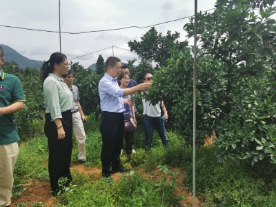 梅州柑桔黄龙病综合防控技术现场调研研讨会在平远召开