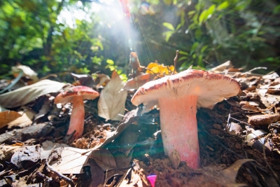 林下蕴宝藏！蕉岭蓝坊镇延伸拓展林业产业链条推动林地增值增收