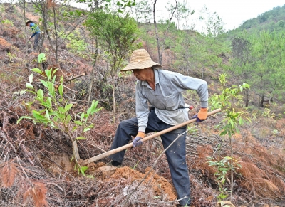 让森林质量再提升！平远完成1.67万亩林分优化任务
