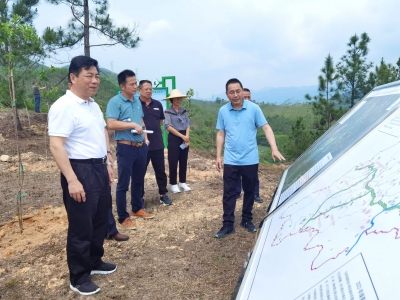 曾祥海到丰顺县开展“林分改造林相提升”专题视察活动