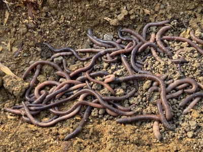 小地龙“钻”活闲耕地！蕉岭县南磜镇强头雁“蚓”出致富新路子