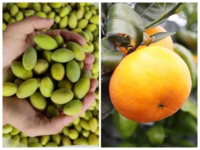 梅州2个农产品入选！2023年第一批全国名特优新农产品名单出炉