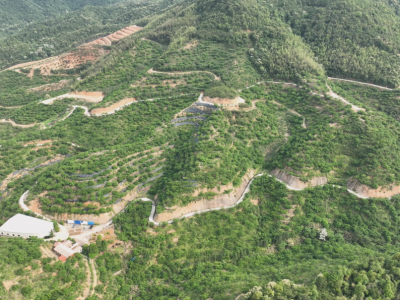千亩木蜡树花开！蕉岭县广福镇的绿美经济，发展势头好哦！