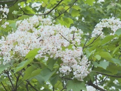 平远：油桐花开 “醉”美了山野