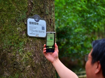 蕉岭开展古树名木保护提升行动