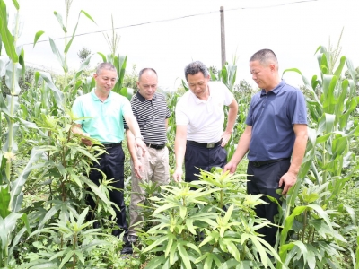 平远县驻石正镇帮镇扶村工作队：民生保障下功夫 深化帮扶见实效