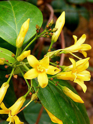 丰顺一对夫妻喝了自采“药根”汤，一死一昏迷！