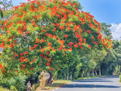 凤凰花又开，何日君再来？