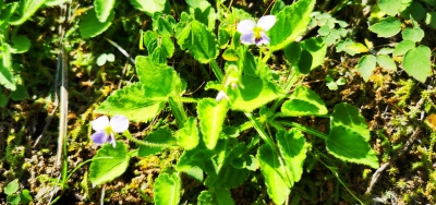 平远五指石景区发现极危新物种，目前为唯一有分布！