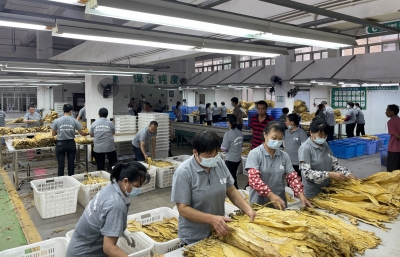 烟叶收购资金实现当天支付！梅州成为全省首个实现结算支付“T+0”的烟区