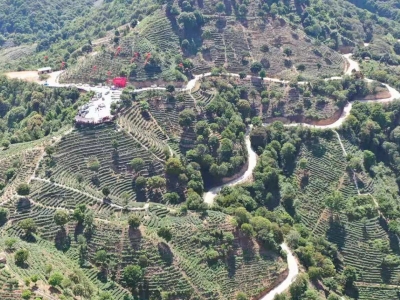 马山陈年客家炒绿获评为第五届中国国际茶叶博览会推荐优秀茶产品