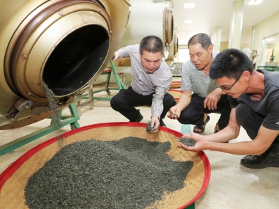 “零星茶”卖不出　八星茶不愁卖！平远县热柘镇下黄地村实施“三步走”计划做大做强茶产业