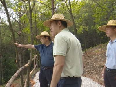 刘鸿涛到蓝坊镇、长潭镇开展巡林工作：厚植生态底色，建设绿美蕉岭