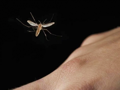 登革热进入流行季！你需要这些防蚊“硬核”招数