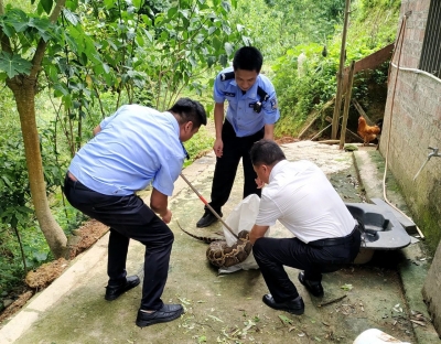 夏季蟒蛇出没，五华公安妥善处置多起蛇扰民警情
