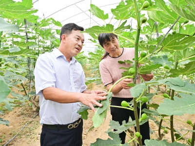 走好特色路 兴村又富农！平远县大力推动乡村特色产业高质量发展