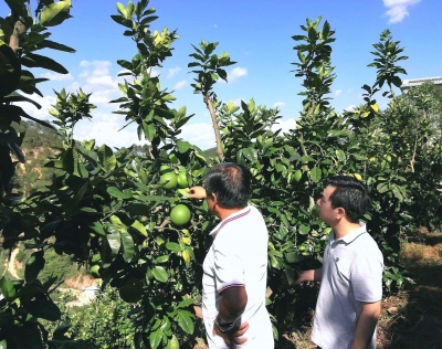 大埔县高陂镇农业组开展农业种植技术指导