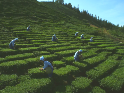 蕉岭县：产业村长“走马上任” ，辐射一方共同富裕
