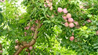 山村摘李忙 小镇产业强！平远河头镇壮大三华李产业兴村富民