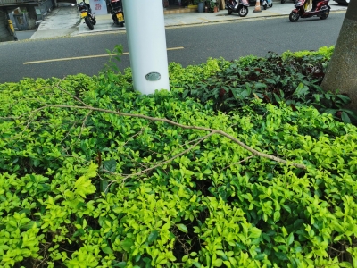 短时大风致路树枯枝掉落，热心路人自发清理