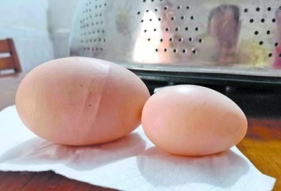 母鸡产下“巨蛋”，老妇激动地向媒体报料…到底有多大？