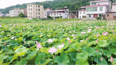 打卡去！平远县大柘镇杞园初夏赏荷正当时