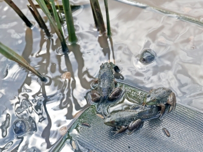 稻田养蛙助农增收顶呱呱！梅县区白渡镇悦来村探索生态种养新模式实现“一田双收”