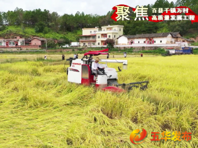 一粒米联动万顷良田！五华县打开乡村振兴新“稻”路