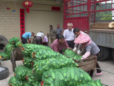 尽享增收甜滋味！平远县八尺镇千亩水果玉米丰收啦~