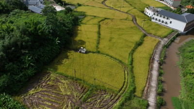 又是一年夏收忙！平远近9.5万亩早稻开镰收割