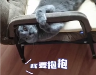 家有猫宠