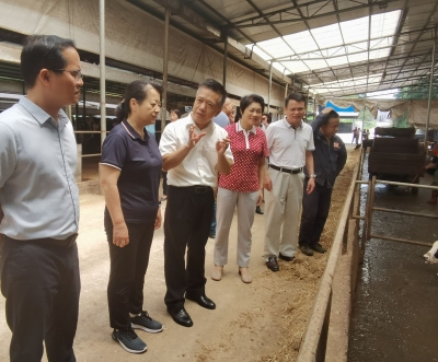 市人大常委会调研我市《畜牧品种改良议案》实施情况：加强品种改良 促进畜牧业发展