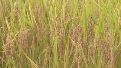 早稻收割接近尾声，预计总产量近3万吨