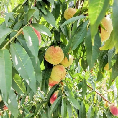 鹰嘴桃现场免费任吃！五华潭下镇第二届品桃节向你发起“甜蜜”邀约~