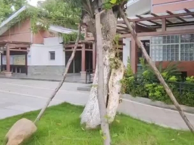 我命本由我 撑杆长成树