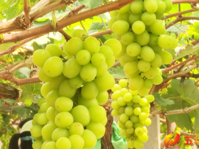 五华：葡萄飘香引客来“采摘经济”带火乡村游 