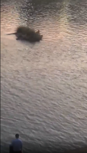 男子垂钓落水被困河中，大埔公安消防合力施救送回家中