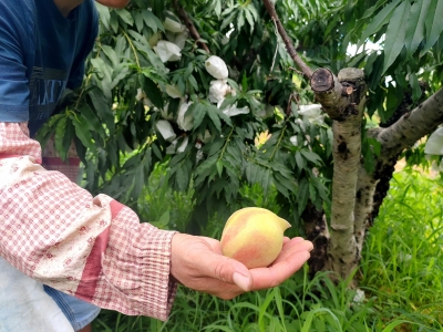 “甜蜜”之约！五华潭下镇两千多亩鹰嘴桃明日开园采摘