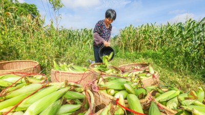 撂荒地种出“甜日子”！梅江区西郊街道桃西村玉米丰收忙