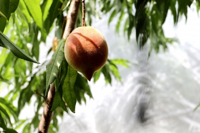 爽脆多汁！梅县区南口镇潭江村鹰嘴桃上市啦~