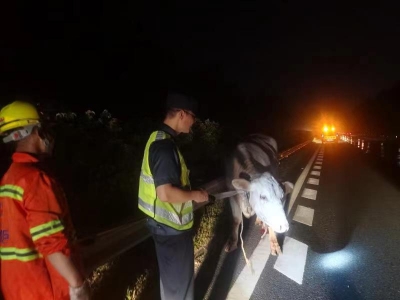 危险！夜间高速路上，黄牛跳车“越狱”...