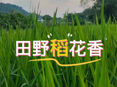 稻香盈袖 一身夏香