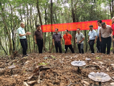 紫灵芝创新成果国内领先！广东省蔬菜行业协会组织专家来梅考察评价得出这结论