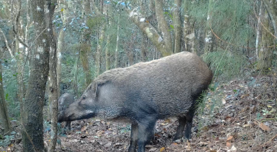 野猪被调出“三有”名录！梅州市林业局提醒：仍不可随意捕杀食用
