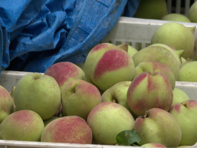 盛夏时节好“丰”光 果实满仓迎客至！平远县八尺镇盛夏“丰”景扑面来