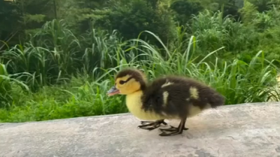 我和小鸭子的夏天