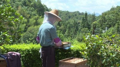 平远县八尺镇黄沙村：绿水青山好“蜂”景 “甜蜜事业”越酿越甜
